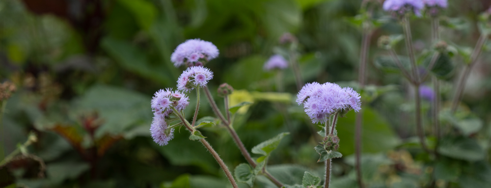 Coastal Maine Botanical Gardens