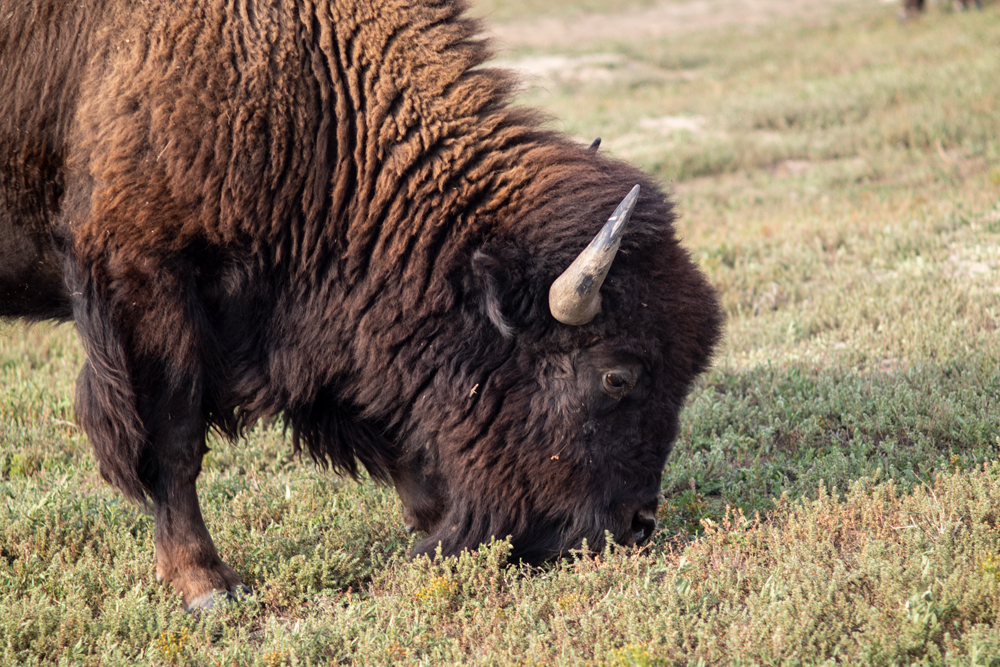 Roosevelt National Park